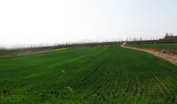 在希望的田野上